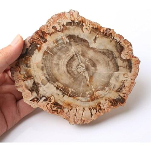 110-130mm Petrified Wood Fossil Wood Slice Mineral Specimen Free Holder Home Decoration Hand Crystal Craft Gift