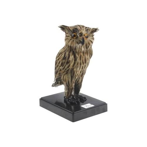Owl simulation model biology teaching specimen animal decoration
