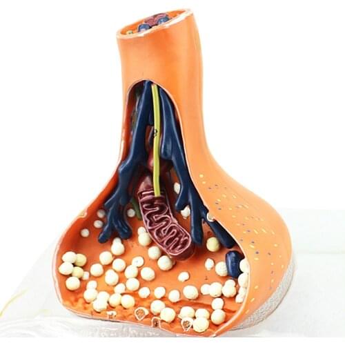 Synaptic model human nervous system for medical use Synapse Anatomy model Neuronal axis