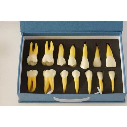 High Quality NEW 4 Times Permanent Anatomical / (Right 14) whole teeth model dentistry tool dentistry equipments