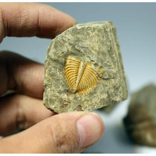 10pcs Natural Paleontological Fossil Specimen Trilobite Fossil Specimen Coronocephalus Natural Fossil Biology Teaching Specimen