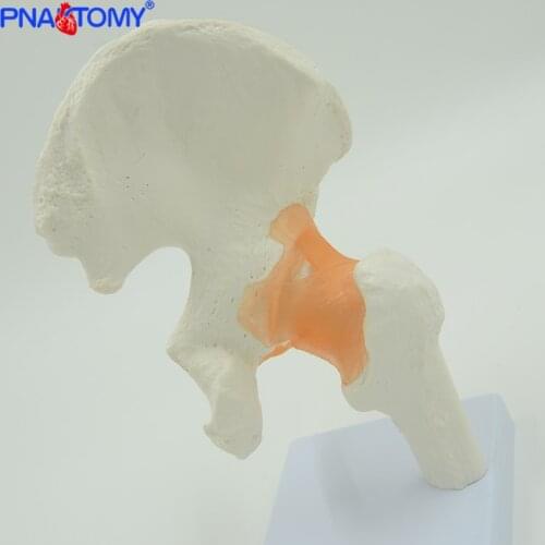 Human hip bone model hip joint model life size bone ligaments medical teaching tool hospital used anatomical model pelvis bone