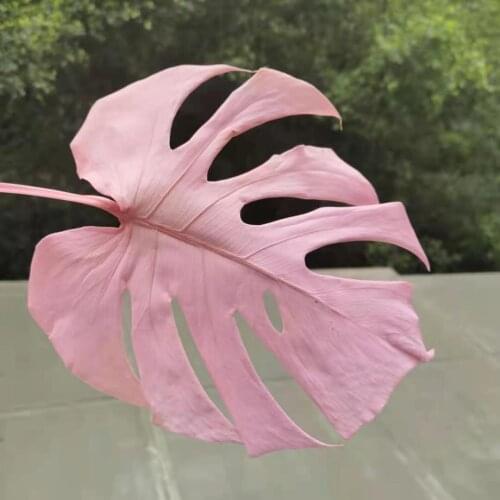 25*40CM/5pcs,Nature Fresh Preserved Balanopsis Leaves,Real Soft pole Monstera Flower for Wedding Home Decoration Accessories