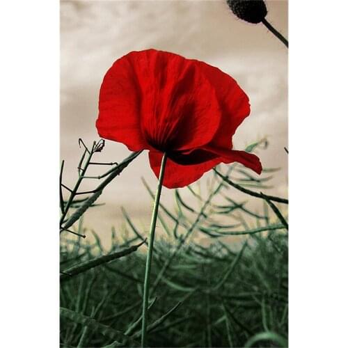 Diy diamond painting diamond embroidery Cross-stitch square drill full rhinestones wall art - Beautiful Red poppy flower A6593R
