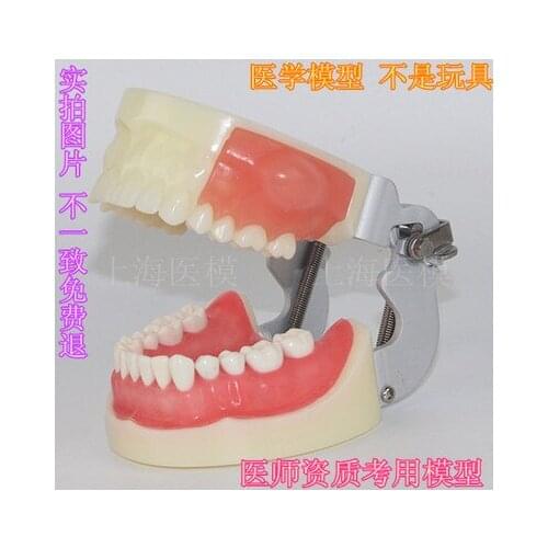 Oral gingiva Dental preparation model human tooth model