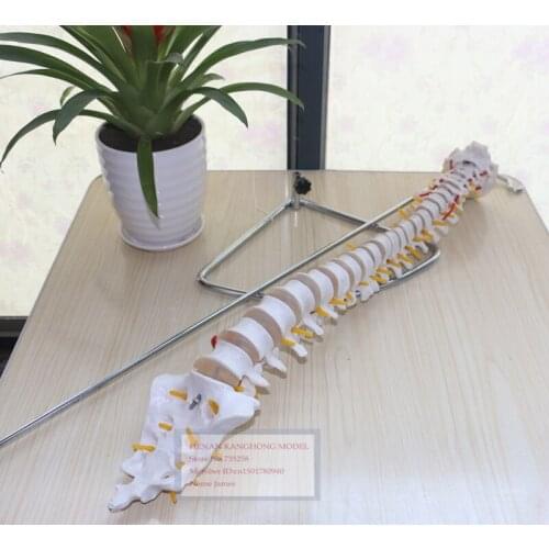 Lumbar Spine Model,Spine Model,1:1 Spinal Nerve Model,Model of Human Spine
