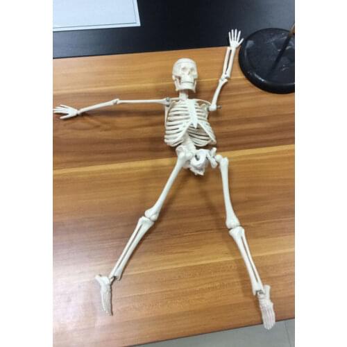 BIX-A1002 Human Skeleton Model(84cm) W003