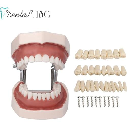 Dental Model Teeth model Gum Teeth Teaching Model Standard Dental Typodont Model Demonstration With Removable Tooth
