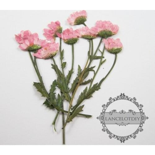 15-22mm real dry pressed flower craft dyed pink flower for DIY glass dome resin filling 1503069