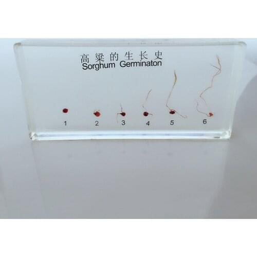 Plant Growth Record Specimen Model Sorghum Seeds Germination Process Resin Craftwork Biological Botany Plant Teaching Props