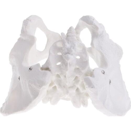 1: 1 Human Female Basin Skeleton with Coccyx Sacrum Pubis Model Anatomical Model for School Teaching Tool Lab Supplies