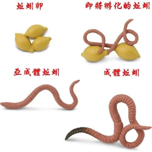 Pvc figure Genuine simulation model toy ladybug life cycle set