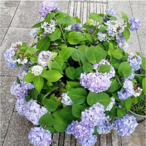 New Arrivals 5D DIY Full Round/Square Diamond Painting Flowers Cross Stitch 3D Embroidery Rhinestone Mosaic Home Decor Art Y1408