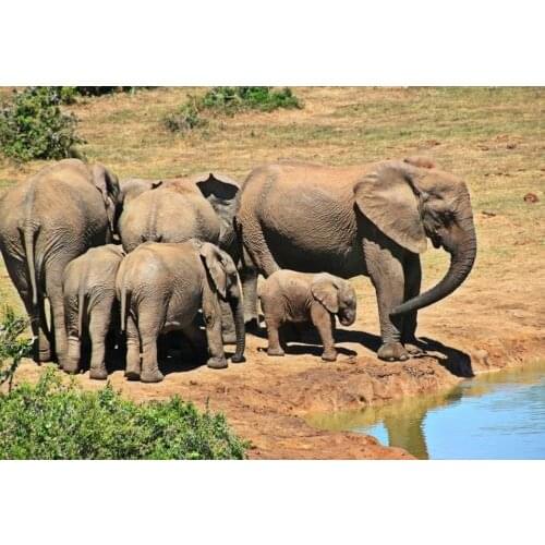 Perfact 36x24 oil painting handpainted on canvas "elephants