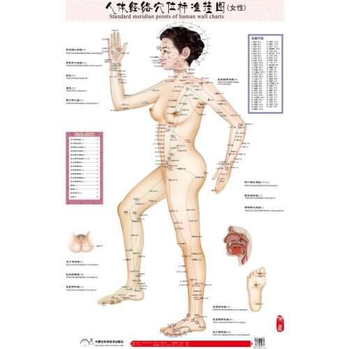 Standard meridian points of human wall chart female / male acupuncture massage point map flipchart HD 3 chinese - English women