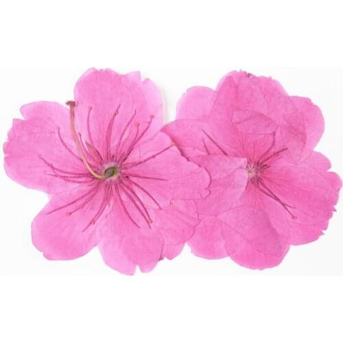 20pcs/2.5-3.5cm,Nature color Pressed pink-sakura Flowers,Real Touch flower Petals,DIY Craft Gift Card,Flores Facial Decoration