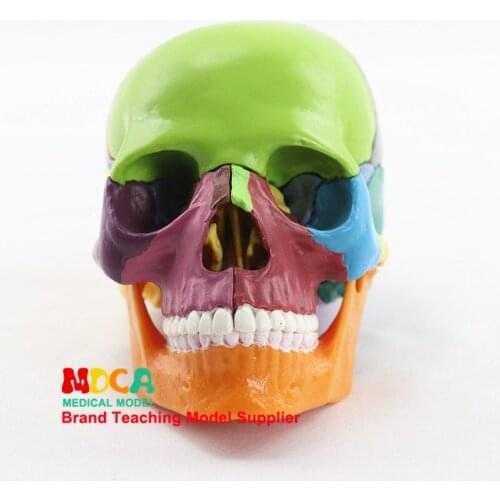 1:2 Human Color Skull Model 15pcs Medical Teaching of Head Anatomy Anatomical Model Anatomical Puzzle Assembly Toys Building Kit