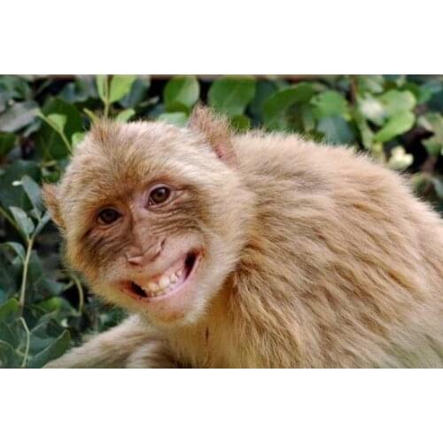 Garden Sprinkler Automatic Water 360 Degree 3 Arm Rotating SK-2021-5-11-11