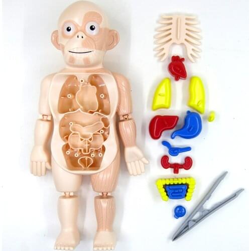 Human Body w/ Organs Anatomy Learning Toys Laboratory Kits Body Organ for Children Demonstration Scary Game Ages 8