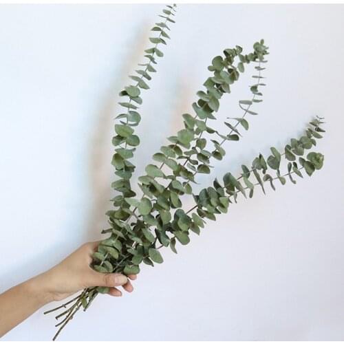 Eucalyptus Leaves Dried Eucalyptus Leaves Centerpiece Decoration Supplies