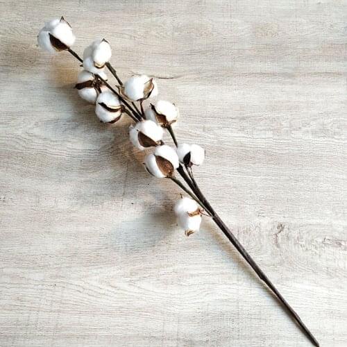 10 Head Small Pampas Grass DIY Dried Natural Cotton Branchs Dried Flowers Home Wedding Decoration Ornaments Bouquets