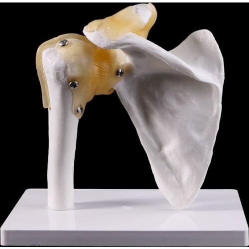 Functional Anatomical Life Size Human Anatomy Skeleton Shoulder Joint Bone Muscle Model For Teaching Study Tool M17F