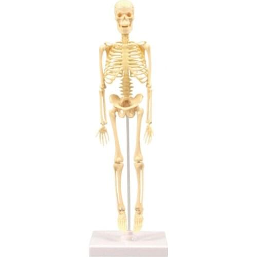 Skeleton Model People Active Anatomy Model Practical Ability Smooth Plastic Biological Science Learning Kit for Kids Adult