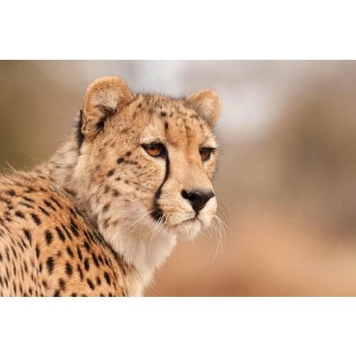 Cheetah Fierce Animal (6) Wall Posters Prints Silk Art Painting For Home Wall Bedroom Decor