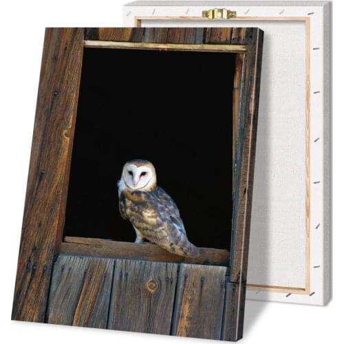 Barn Owl Perching on Window Posters and Prints Canvas Painting Wall Art Picture for Living Room Home Decoration with Frame