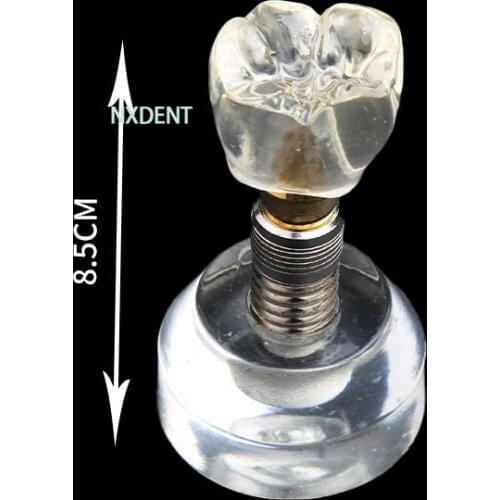 1pcs New Dental Single Tooth Crown Base Teaching Models Arcylic Typodont Implant Study Teeth Model