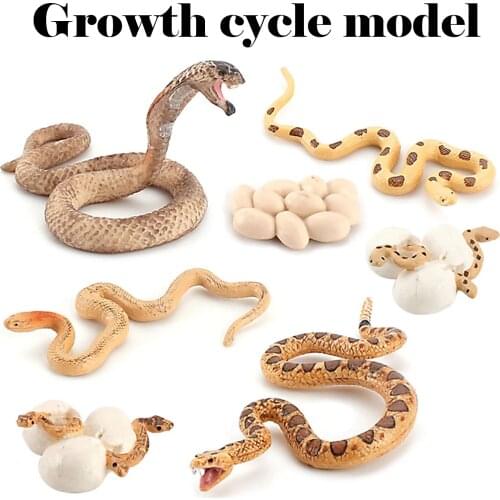 Realistic Rattlesnake Cobra Growth Cycle Model Hand Painted Figurine,Life Cycle of Snake Miniature Educational Toys Figures Gift