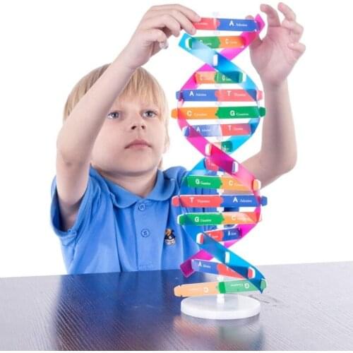Human DNA Model Toy for Children 3D DNA Structure Puzzle Brain Developmental Jigsaw Learning Education Toy Science Kits