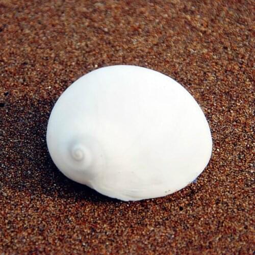Natural conch seashell spiro home platform 3-6CM white decorativeshellfish roll shell white shellsnatural white coral