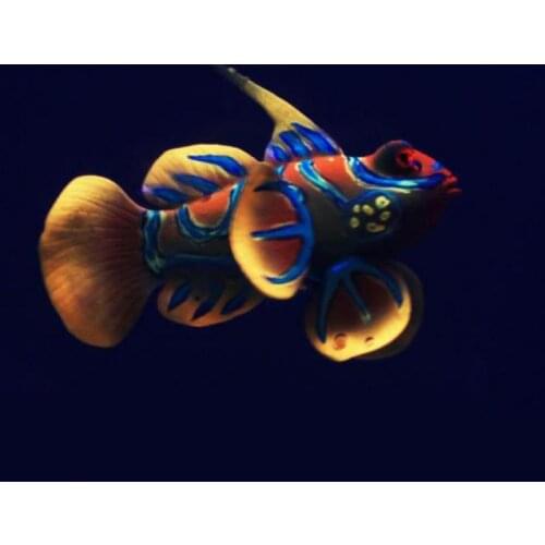 Silicone Aquarium Frog Fish Decoration Artificial Fish Glowing Green Acuario Decor Pretty Cute Micro Fish Ornament for Fish Tank