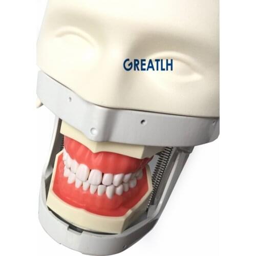 Dentist Phantom Head Simulation Practice Head Model Dental Training Teeth model Dental Teaching Model