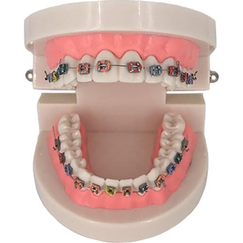 Teaching Model Tooth Care Teaching Education Supplies