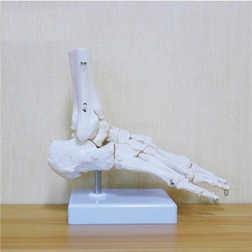 Flexible Human Foot Bone Model Foot Sole Joints of Foot Ankle Tibia and Fibula Foot Model of Orthopedics Teaching for Medical