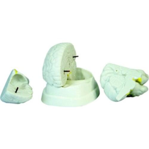 Human Anatomical Medical Brain Model 3 Parts