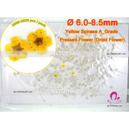 Spiraea nail art pressed dried flowers 2020pcs/lot yellow bridal wreat dry flower - Free shipping