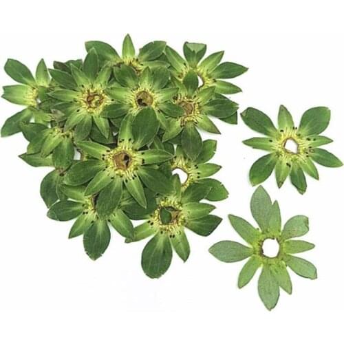 50pcs Dried Pressed Green Strawberry Leaves Plants Herbarium For Jewelry Bookmark Phone Case Postcard Invitation Card DIY