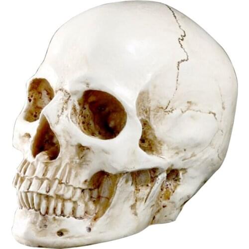 HeyMamba Resin Human Skull Skeleton Bones Statue Human Shaped Skeleton Head Model Halloween Decor Art Props