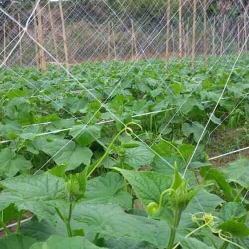 Plant Climbing Net Mesh Loofah Netting For Morning Glory Cucumber Net Garden Climbing Grow Vine Holder Flowers Vine Plants I8R9