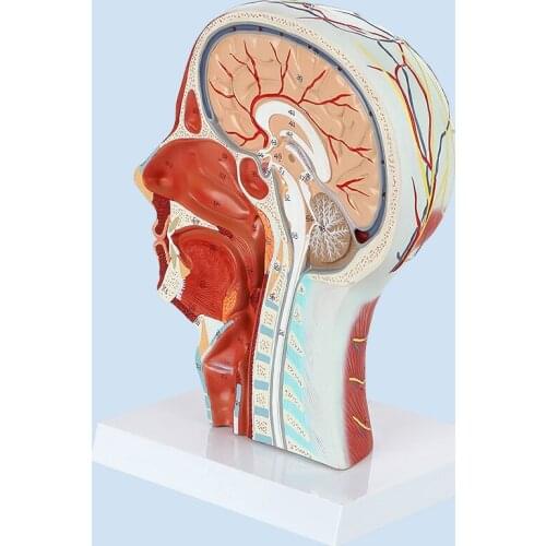 Human Muscle Modle And Nerve Blood Vessel,Head Section Brain,Study Display Teaching Model