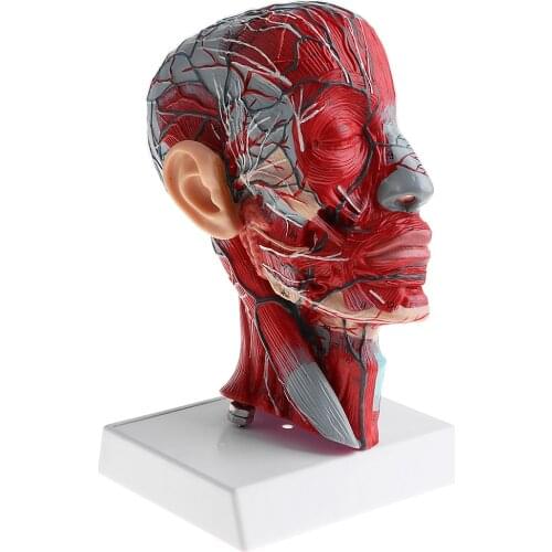 Sagittal Plane 1:1 Human Head Skeleton Neck Vessel Median Section Statue Nerve Arteries Veins Model Lab Supplies