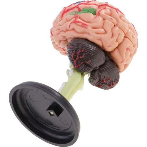 4D Disassembled Structural Anatomy Model 31 Parts Teaching Tool