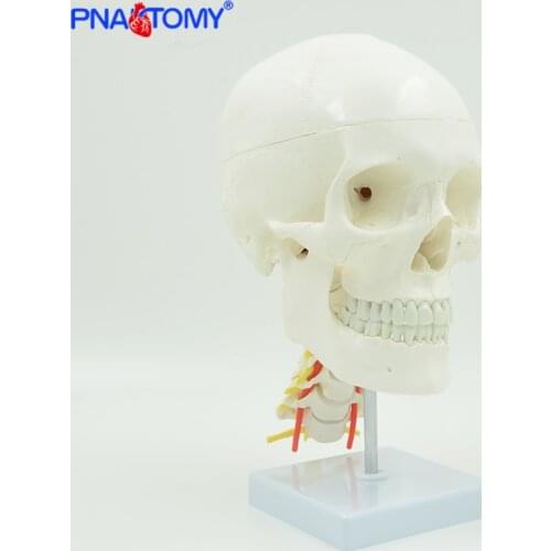 Human anatomical skull model life size skeleton head medical props anatomy tool teaching supplies artery and cervical vertebrae