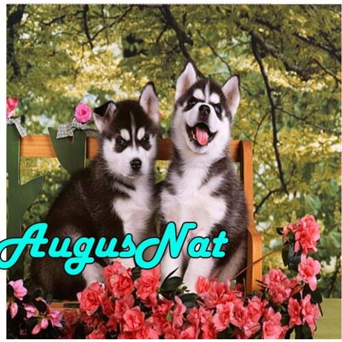 Husky diamond painting full dog daimont embroidery picture flowers diamant mosaic oil sticker animals diamand art new arrivals