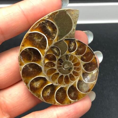 Natural The snail ammonite fossils mineral from Morocco to multicolor fire