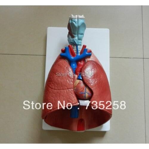 Larynx, Heart and Lung Model,Respiratory System Anatomical Model