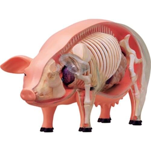 Puzzle assembling toy simulation animal biology pig organ anatomy medical teaching model